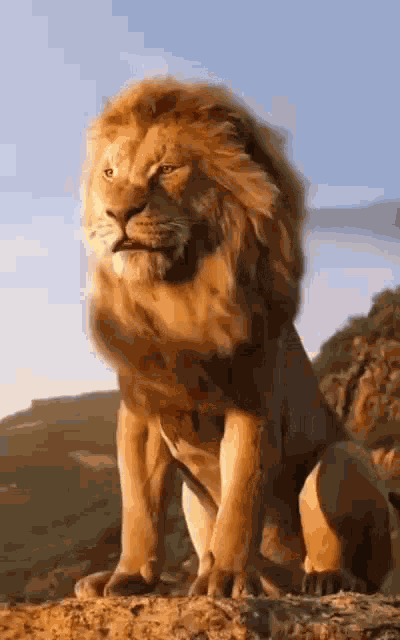Lion King Lion GIF
