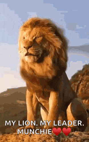 Lion King Lion GIF