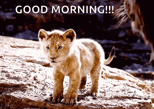 Lion King Simba GIF