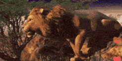 Lion Prop Lion Rith GIF