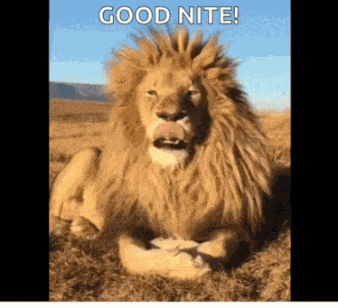Lion Yawning GIF