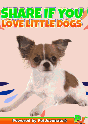 Little Dogs Tiny Dog Puppy Love Eyes Cute Pupper Dog Mom Funny Love Quotes Dogs Cute Funny Little Dog GIF