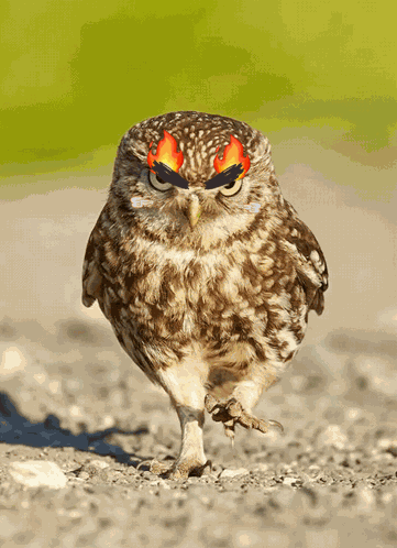 Little Owl Owl02 GIF