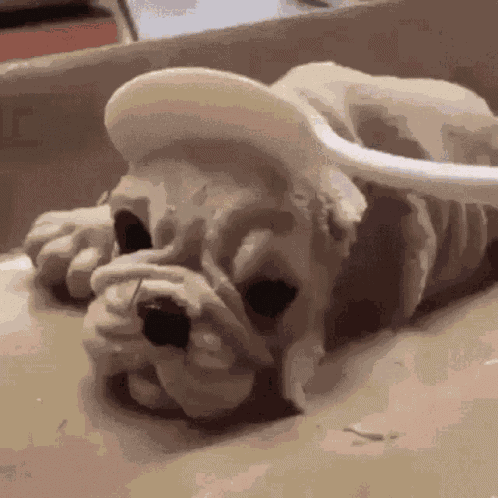 Lol How Do Animals Fell When We Hit Dogs GIF