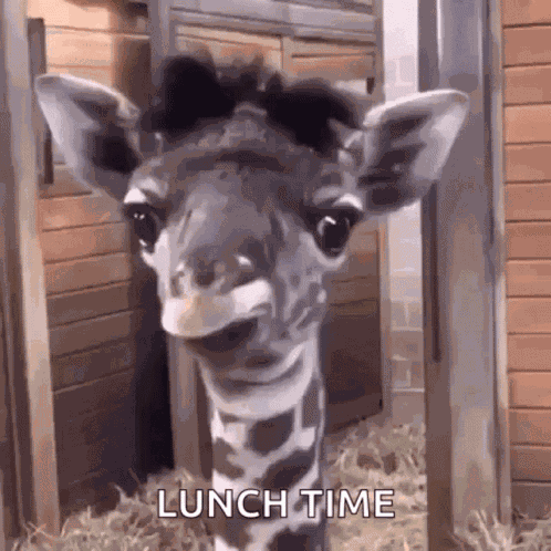 Lol Omg GIF