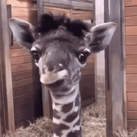 Lol Omg GIF