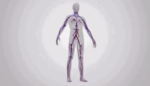 Look Inside Circulatory System GIF