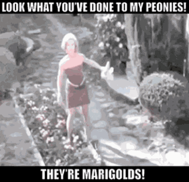 Look What Youve Done To My Peonies GIF