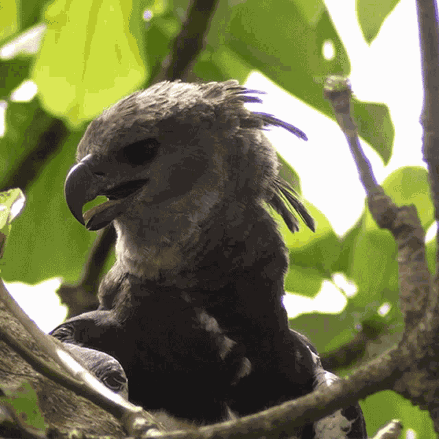 Looking Around Harpy Eagle GIF