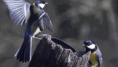 Looking Left To Right Tit GIF