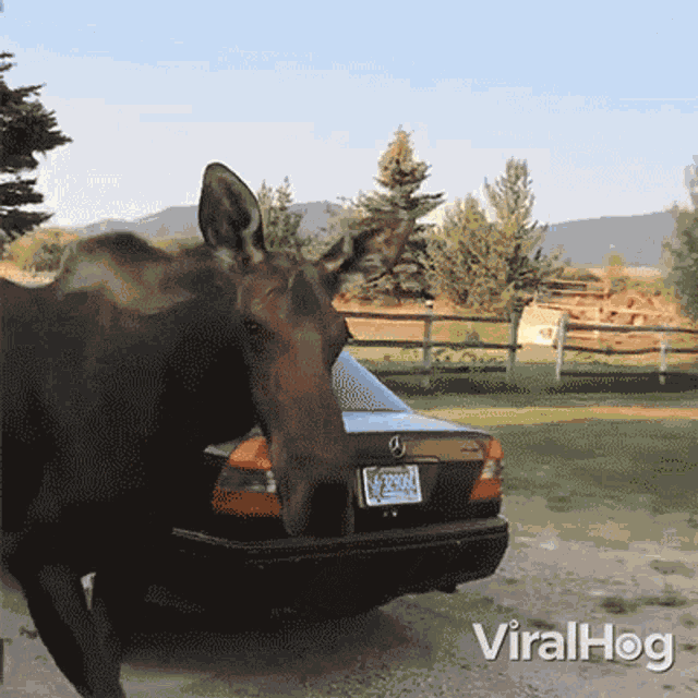 Looks Around Viralhog GIF