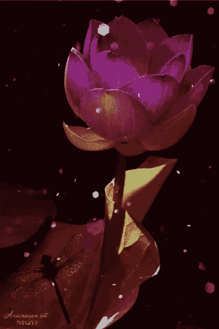 Lotus GIF