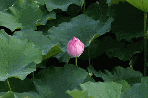 Lotus Flower GIF
