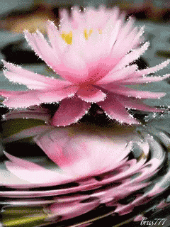 Lotus Glitter GIF