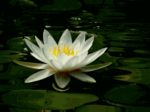 Lotus Lotus Flower GIF
