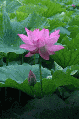 Lotus Pink GIF