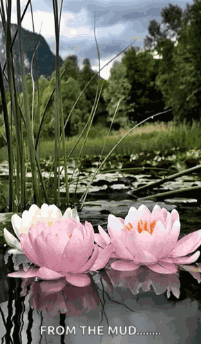 Lotus Pond GIF