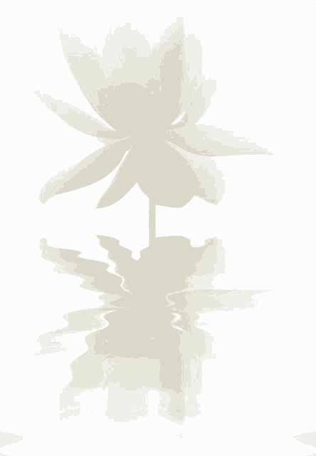 Lotus White GIF