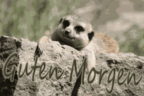 Love Guten Morgen GIF