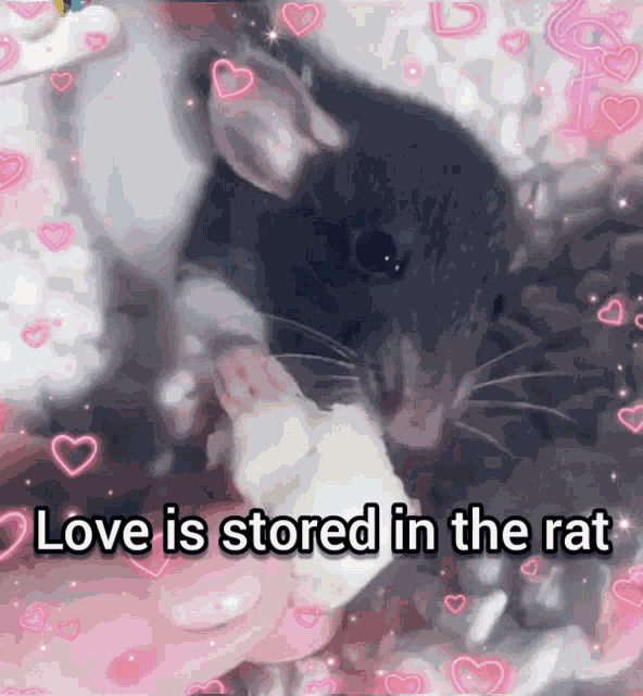 Love Rat GIF