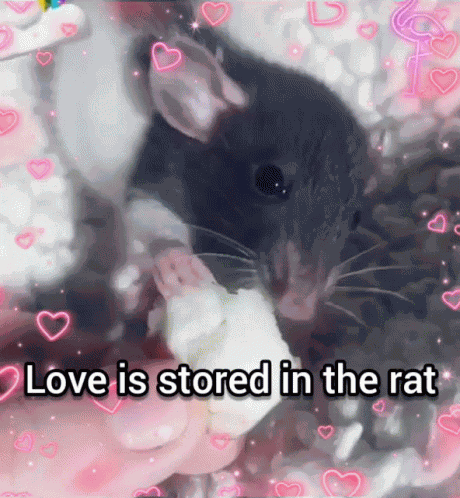 Love Rat GIF