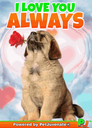 Love You Always Boop Bork Blep Boof And Hound Dog GIF
