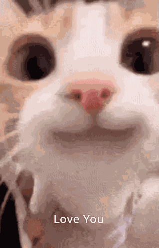 Love You I Love You GIF