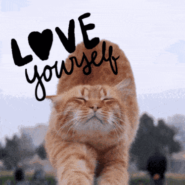 Love Yourself Quotes Cat GIF