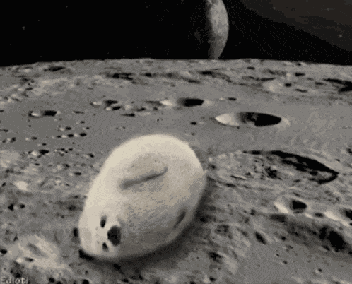 Lovely Seal Seal In The Moon GIF