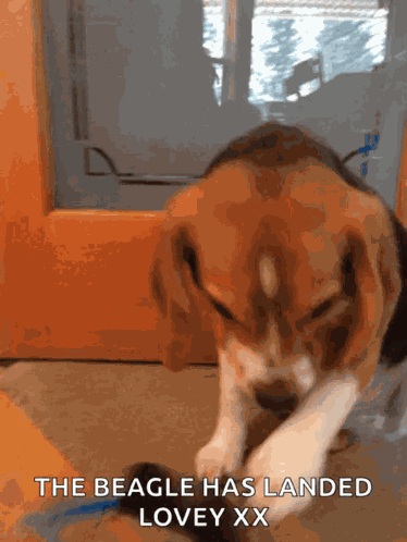 Lulu The Beagle Shades On GIF