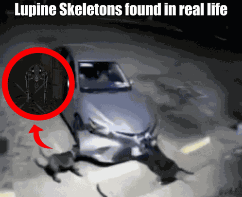 Lunacid Lupine Skeleton GIF