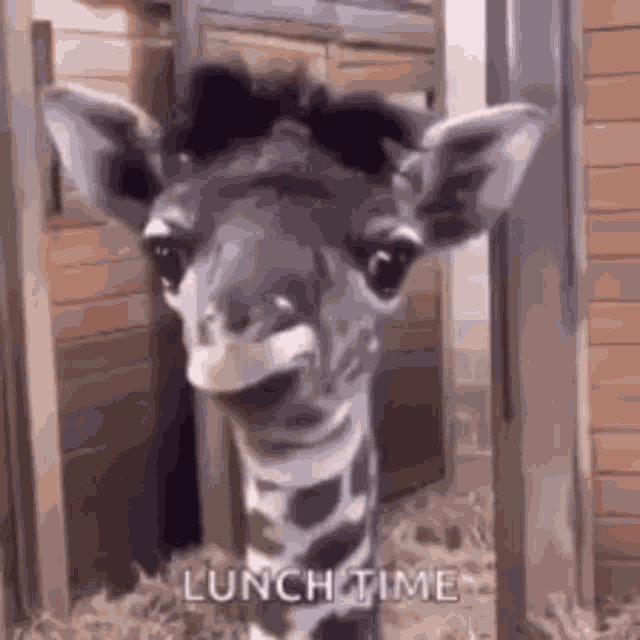 Lunch Time Lunch GIF