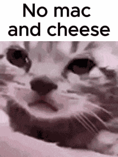 Mac And Cheese Cat GIF