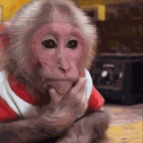 Macaco Confuso Macaco Pensando GIF