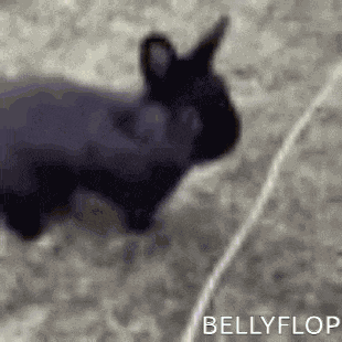 Mad Bunny Small Gif GIF