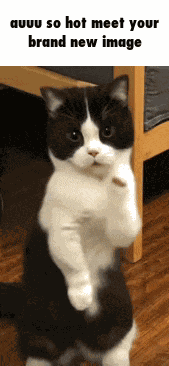 Magdalena Bay Music GIF