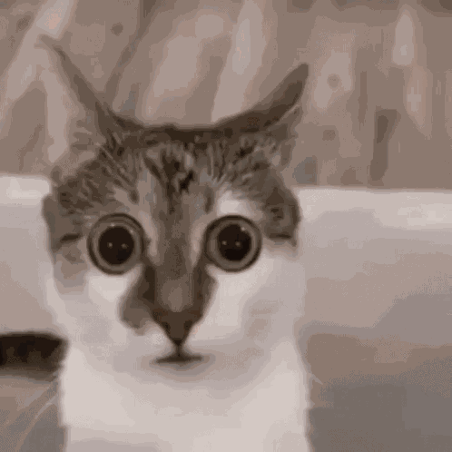 Magma-why-did-you-send-that-to-coolkid GIF