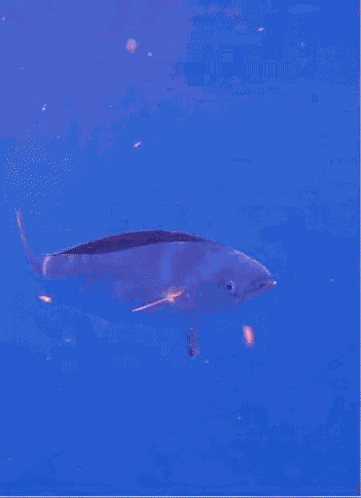 Mahi Mahi Fish GIF