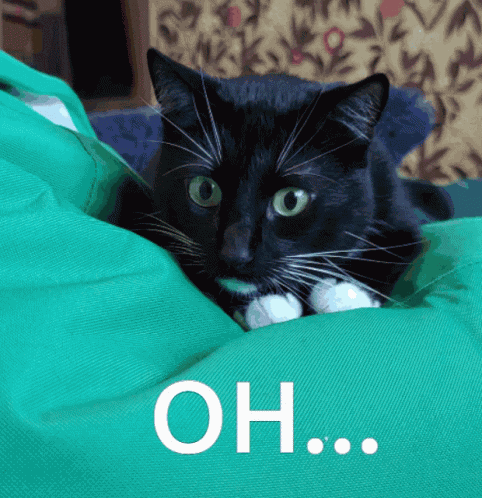Maksas The Cat Ohh GIF