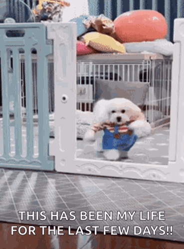 Maltese Dog GIF