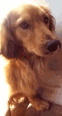 Mariairene Dogs GIF