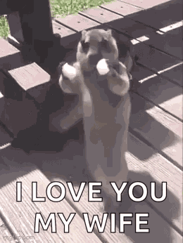 Marmot Ai Dance GIF