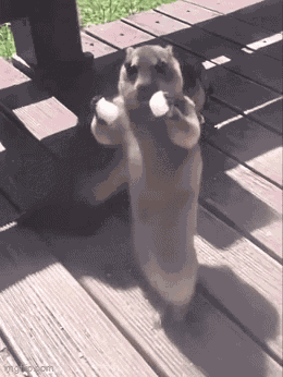 Marmot Ai Dance GIF