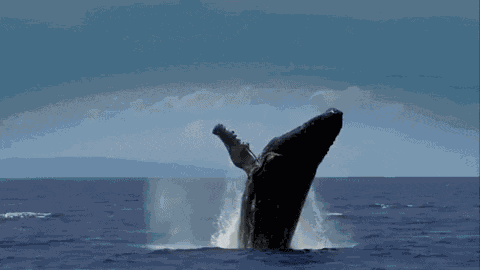 Mckinley Whale GIF
