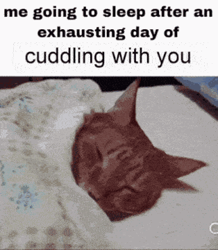 Me Going To Sleep After An Exhausting Day Of Cuddling With You Cat Sleeping GIF