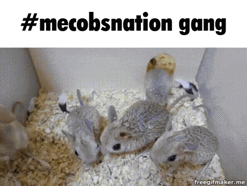 Mecobs Mecobsnation GIF