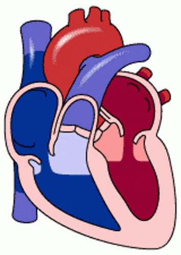 Medicina GIF