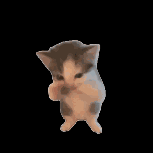 Meme Cat Cat Meme GIF