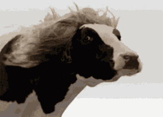 Meme Cow GIF