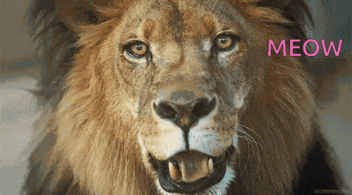 Meow Lion GIF